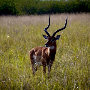 Antilope de trois quart face dans la savane - Rwanda  - collection de photos clin d'oeil, catégorie animaux